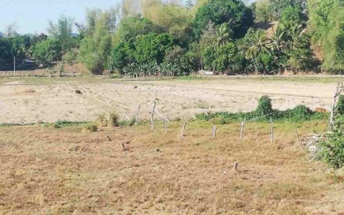 antique_crops_resized A rice farm in Sibalom, Antique had been damaged by the El Niño phenomenon. PNA PHOTO BY ANNABEL CONSUELO J. PETINGLAY