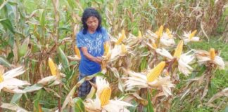 The ongoing drought has led to a 35 percent reduction in rice production and 40 percent in corn, affecting 2,251 local farmers, in Sara, Iloilo. Damage to corn crops has so far reached approximately P54.6 million. DANILO DEOCADEZ JR. PHOTO