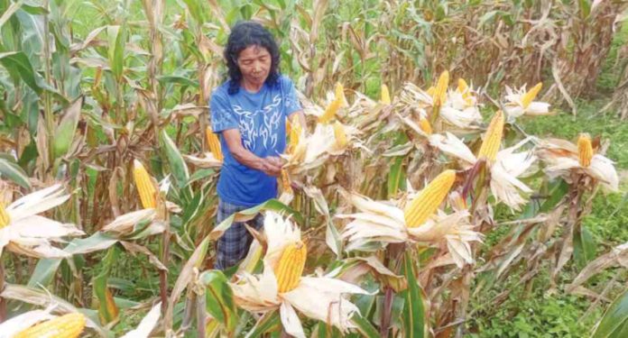 The ongoing drought has led to a 35 percent reduction in rice production and 40 percent in corn, affecting 2,251 local farmers, in Sara, Iloilo. Damage to corn crops has so far reached approximately P54.6 million. DANILO DEOCADEZ JR. PHOTO