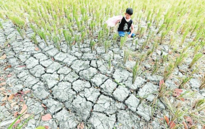 crop damage The Office of the Provincial Agriculturist of Negros Occidental says corn and rice fields in the province were the hardest hit because of the ongoing drought. INQUIRER PHOTO