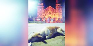 Stray dog “Maria,” stuffed into a sack, was found dead in the vicinity of the San Sebastian Cathedral in Bacolod City. GREENFIELD RAMIREZ/FACEBOOK PHOTO