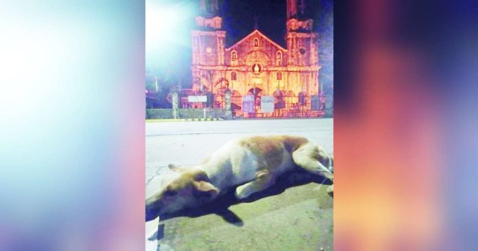 Stray dog “Maria,” stuffed into a sack, was found dead in the vicinity of the San Sebastian Cathedral in Bacolod City. GREENFIELD RAMIREZ/FACEBOOK PHOTO