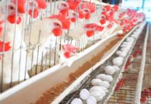 El Niño affecting egg sizes, tooEl Niño affecting egg sizes, tooEl Niño affecting egg sizes, too The Philippine Egg Board Association says the intense heat has led to reduced appetites for chickens, which result in fewer and smaller eggs.