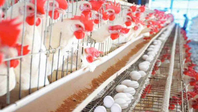 eggs The Philippine Egg Board Association says the intense heat has led to reduced appetites for chickens, which result in fewer and smaller eggs.