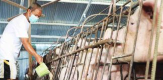 Some 831 farmers from 10 municipalities in Iloilo Province have been selected to participate in African Swine Fever recovery program. DEPARTMENT OF AGRICULTURE 6 PHOTO
