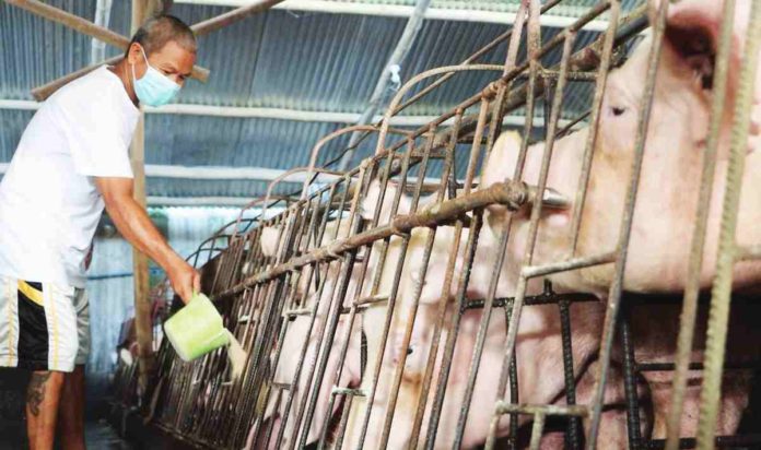 farmers_pic_resized Some 831 farmers from 10 municipalities in Iloilo Province have been selected to participate in African Swine Fever recovery program. DEPARTMENT OF AGRICULTURE 6 PHOTO
