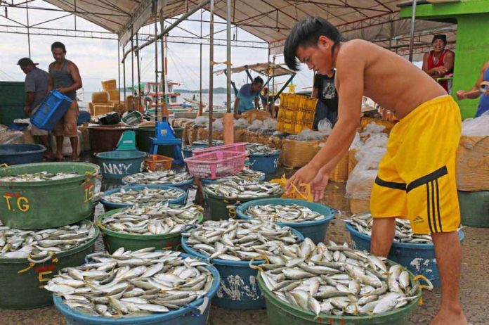 fishing_pic_resized Western Visayas remained service sector-driven based on the Gross Regional Domestic Product. The region’s agriculture, forestry, and fishing industry’s share, meanwhile, was at 15.7 percent with P161.3 billion. PHOTO BY CANDEZE MONGAYA