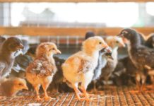 Import ban on domestic, wild birds from Belgium, France lifted The Department of Agriculture has ordered the lifting of the import ban covering products like poultry meat, day-old chicks, eggs, and semen from Belgium and France. DEPARTMENT OF AGRICULTURE PHOTO
