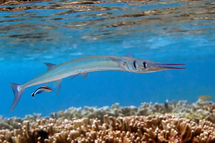 needlefish_resized A needlefish has long, narrow pointed jaw that is beak- or needle-like, thus its common name. ABOUTANIMALS.COM PHOTO