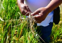 Rice grain yield dries up, becoming inedible, due to heat and lack of water in Barangay Sapang Putik, San Ildefonso, Bulacan. MARK DEMAYO, ABS-CBN NEWS/FILE PHOTO