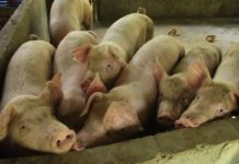 Iloilo province’s sentinel program is expected to commence in May 2024. The Provincial Veterinary Office says under the provincial program, beneficiaries will receive two pigs without feed supply. DA PHOTO