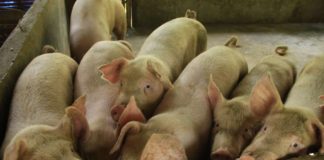 Iloilo province’s sentinel program is expected to commence in May 2024. The Provincial Veterinary Office says under the provincial program, beneficiaries will receive two pigs without feed supply. DA PHOTO