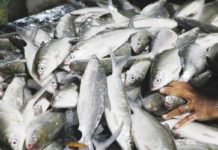 Milkfish harvested at SEAFDEC/AQD’s Dumangas Brackishwater Station in Dumangas, Iloilo