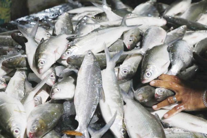 seafdec Milkfish harvested at SEAFDEC/AQD’s Dumangas Brackishwater Station in Dumangas, Iloilo