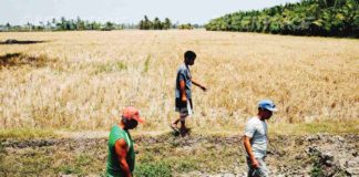 The combined total loss for agriculture due to the El Niño phenomenon in Antique amounted to P213,527,105, according to the Office of the Provincial Agriculturist. PHOTO COURTESY OF GREENPEACE.ORG