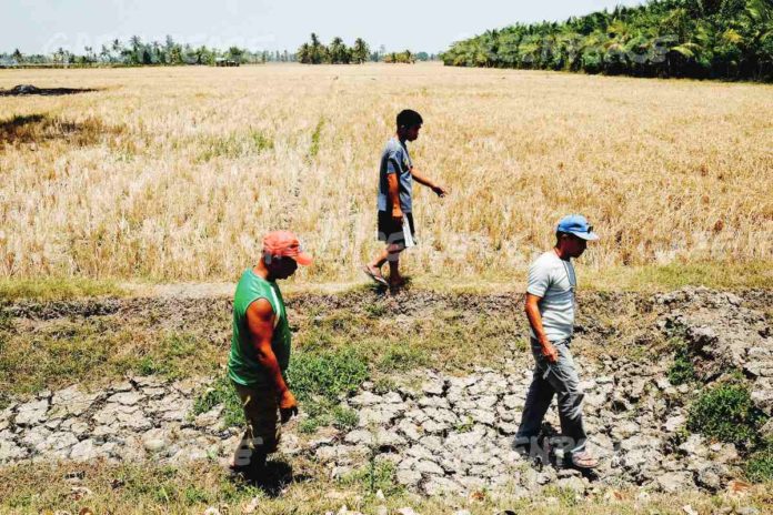 The combined total loss for agriculture due to the El Niño phenomenon in Antique amounted to P213,527,105, according to the Office of the Provincial Agriculturist. PHOTO COURTESY OF GREENPEACE.ORG