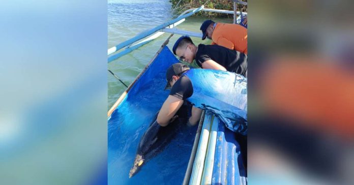 stranded dolphin (2)_superimposed Specialists from the Institute of Marine Fisheries and Oceanology, College of Fisheries and Ocean Sciences of the University of the Philippines Visayas rescue a stranded bottlenose dolphin in the coastal sitio of Pandan in Barangay Nabitasan, Leganes, Iloilo. UPV CFOS-IMFO PHOTO