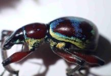 Weevils, thought to be extinct, found in Negros rainforest Metapocyrtus (Orthocyrtus) bifoveatus, a newly rediscovered species of weevil that was last sighted on Negros Island in the Philippines 100 years ago. PHOTO CREDIT: TOM TERZIN