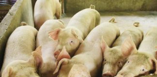 The African Swine Fever (ASF) pink zone, or buffer zone, encompasses municipalities or cities where ASF has not been detected but are immediately adjacent to confirmed infected areas. In Iloilo Province, the provincial government has released funds to 15 towns to kick-start a sentineling program for ASF recovery. DEPARTMENT OF AGRICULTURE PHOTO