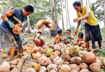 DOE mandates hike in coco methyl ester blend in diesel The Department of Energy’s order to increase coco methyl ester blend in diesel fuel is expected to create additional markets for coconut farmers, biodiesel producers, and other stakeholders in the coconut industry. PHOTO BY MARK CAYABYAB/OS WIN GATCHALIAN