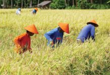EXTREME HEAT ALERT: Ilonggos urged to take precautions as dry season pushes temperatures toward dangerous levels Farmers work in a rice field in Barangay Hubangon, Mahinog, Camiguin on Labor Day, May 1, 2024. Regular workers shun the heat, but they welcome even extreme conditions as long as their crops grow just fine. PNA PHOTO BY JOAN BONDOC