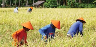 Farmers work in a rice field in Barangay Hubangon, Mahinog, Camiguin on Labor Day, May 1, 2024. Regular workers shun the heat, but they welcome even extreme conditions as long as their crops grow just fine. PNA PHOTO BY JOAN BONDOC