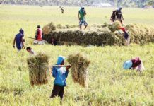 The Department of Agriculture expects 20.4 million metric tons of rice to be harvested in 2024 despite the slightly decreased in harvest during the first quarter of the year. PHOTO COURTESY OF GMA INTEGRATED NEWS