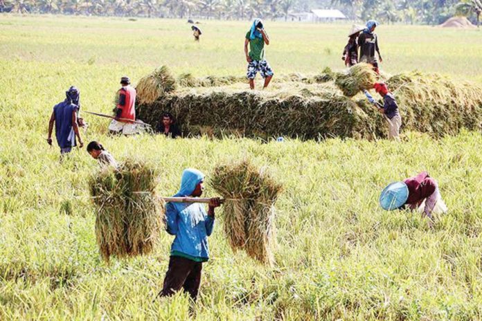 The Department of Agriculture expects 20.4 million metric tons of rice to be harvested in 2024 despite the slightly decreased in harvest during the first quarter of the year. PHOTO COURTESY OF GMA INTEGRATED NEWS