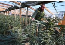 A sheriff stands between rows of marijuana plants being grown. Experts say marijuana classification would undercut the still-thriving black market for marijuana in the United States. GETTY IMAGES