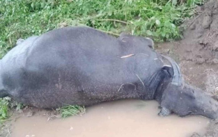 carabao_resized A carabao drowns during a flash flood in Antique province on August 29, 2023. The Antique Provincial Veterinary encourages local government units to put up a campsite for animals in preparation for the La Niña phenomenon. PHOTO COURTESY OF GALILEO MAGBANUA