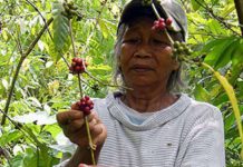 A coffee farmer in Walang, Lambunao, Iloilo picks ripe coffee beans to be sold to local shops in the province. PINOY GONZALES-PNS/FILE PHOTO