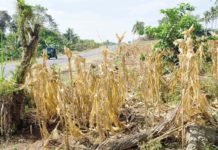 Iloilo provāl govāt proposes P110-M El NiƱo mitigation, recovery efforts The damage to corn crops due to the drought conditions brought by El NiƱo in Iloilo Province was pegged at P219,192,304.59. INQUIRER file photo / BONG S. SARMIENTO