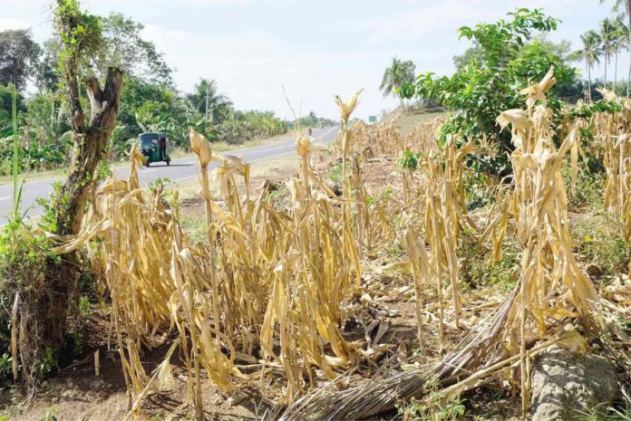 The damage to corn crops due to the drought conditions brought by El Niño in Iloilo Province was pegged at P219,192,304.59. INQUIRER file photo / BONG S. SARMIENTO