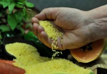 Gov’t told: Genetically modified crops to feed population Golden Rice is unique because it contains beta carotene, which gives it a golden color. IRRI PHOTO