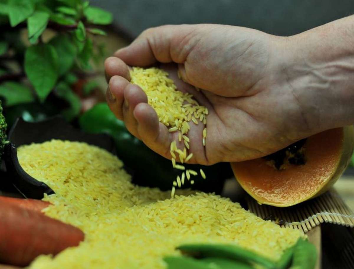 Golden Rice In India Gov’t told: Genetically modified crops to feed population