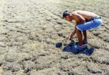 Iloilo province recorded the highest agricultural losses in Western Visayas due to the ongoing El Niño phenomenon. Photo shows a farmer checking a parched rice field in Barangay Tigtig, Santa Barbara, Iloilo. PN FILE PHOTO