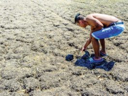 Iloilo province recorded the highest agricultural losses in Western Visayas due to the ongoing El Niño phenomenon. Photo shows a farmer checking a parched rice field in Barangay Tigtig, Santa Barbara, Iloilo. PN FILE PHOTO
