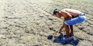 Iloilo province recorded the highest agricultural losses in Western Visayas due to the ongoing El Niño phenomenon. Photo shows a farmer checking a parched rice field in Barangay Tigtig, Santa Barbara, Iloilo. PN FILE PHOTO