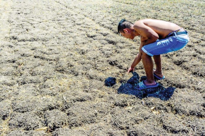 el_niño_pic_resized Iloilo province recorded the highest agricultural losses in Western Visayas due to the ongoing El Niño phenomenon. Photo shows a farmer checking a parched rice field in Barangay Tigtig, Santa Barbara, Iloilo. PN FILE PHOTO