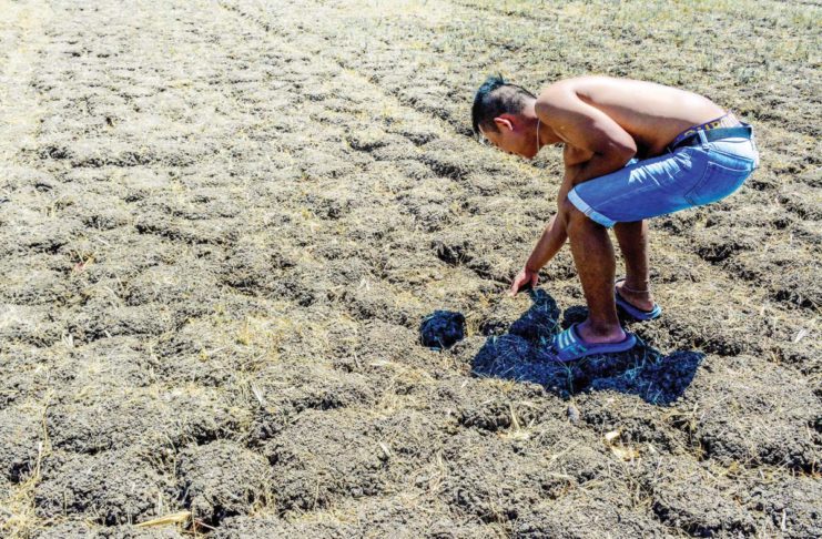 WV ON ‘BLUE’ ALERT: 733,000 families face water, food security threat due to El Niño Iloilo province recorded the highest agricultural losses in Western Visayas due to the ongoing El Niño phenomenon. Photo shows a farmer checking a parched rice field in Barangay Tigtig, Santa Barbara, Iloilo. PN FILE PHOTO