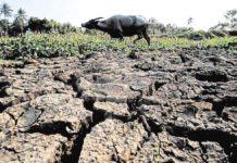 El NiƱo threatens farm animals; DA-6 urges farmers to protect carabaos, livestock as dry conditions intensify The drought caused by the El NiƱo phenomenon has affected 1,139 animal raisers in Negros Occidental. MARK ALVIC ESPLANA/INQUIRER.NET PHOTO