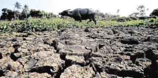 The drought caused by the El Niño phenomenon has affected 1,139 animal raisers in Negros Occidental. MARK ALVIC ESPLANA/INQUIRER.NET PHOTO