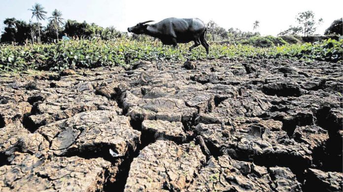 livestock_pic_resized The drought caused by the El Niño phenomenon has affected 1,139 animal raisers in Negros Occidental. MARK ALVIC ESPLANA/INQUIRER.NET PHOTO