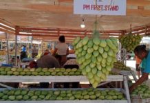 Guimaras mangoes are now on display at the Guimaras provincial capitol grounds for the Manggahan Festival’s Agri-Eco Trade Fair. IME SORNITO/PN
