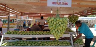 Guimaras mangoes are now on display at the Guimaras provincial capitol grounds for the Manggahan Festival’s Agri-Eco Trade Fair. IME SORNITO/PN