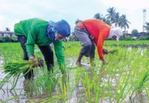 DA rejects price freeze proposals Farmers in Barangay Sumapang Matanda, Malolos, Bulacan plant seedlings in their rice fields at the start of the second planting season. MARIA TAN/ABS-CBN NEWS PHOTO