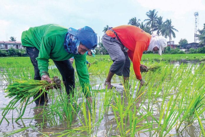 price_freeze Farmers in Barangay Sumapang Matanda, Malolos, Bulacan plant seedlings in their rice fields at the start of the second planting season. MARIA TAN/ABS-CBN NEWS PHOTO