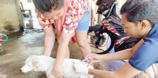 A dog was administered with an anti-rabies vaccine in Bacolod City last month. The Provincial Rabies Laboratory data showed that Bacolod City recorded one positive rabies case in dogs in 2023. BACOLOD CITY PIO PHOTO