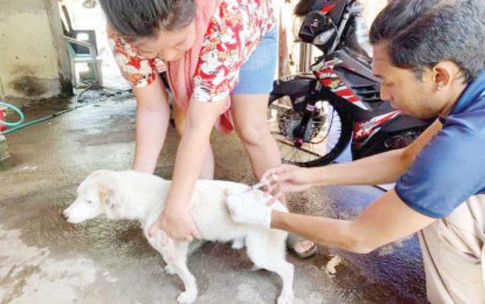 A dog was administered with an anti-rabies vaccine in Bacolod City last month. The Provincial Rabies Laboratory data showed that Bacolod City recorded one positive rabies case in dogs in 2023. BACOLOD CITY PIO PHOTO