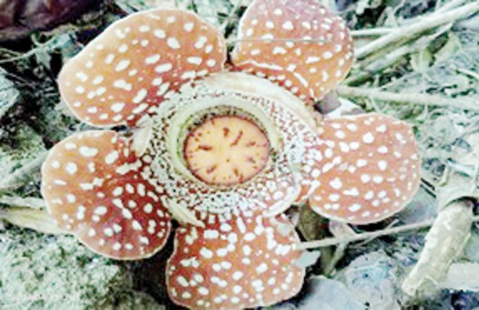 rare_flower_discovered_copy_resized Rare giant flower Rafflesia lobata is only found in the Western Visayas islands of Panay and Negros Occidental. PHOTO BY BRIAN L. GARCIA